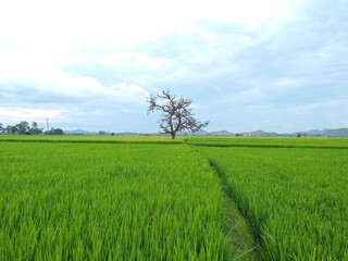 Fototapeta na wymiar green field and blue sky