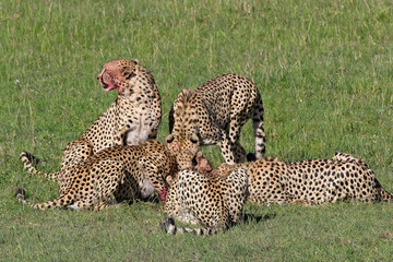 Cheetah (Acinonyx jubatus), five males finishing off a small Topi prey, Maasai Mara, Kenya.