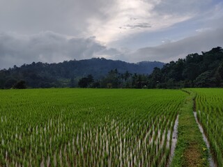 Obraz premium beautiful paddy field scene in coorg, India. Beautiful scenery of paddy field in the evenings.