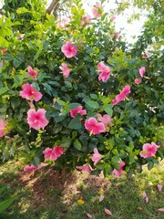pink flowers in the garden