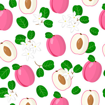 Vector cartoon seamless pattern with Chrysobalanus icaco plum exotic fruits, flowers and leafs on white background