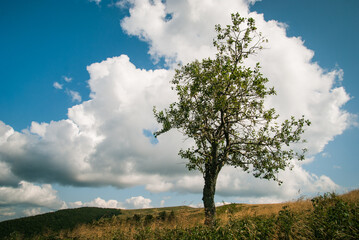 Obraz premium A lonesome tree composed with a big cumulus cloud in the background. A healthy environment concept.