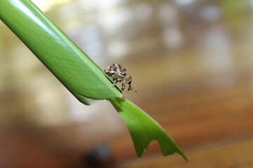 Rüsselkäfer - Sri Lanka
