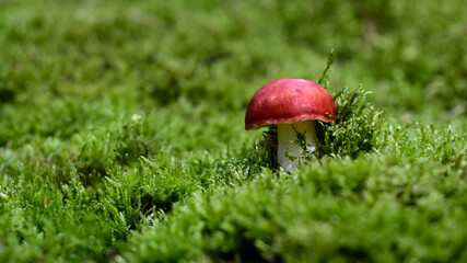 The sickener mushroom (Russula emetica) in moss