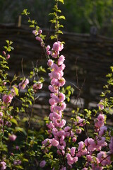 Delicate pink flowers of a glandular cherry (prunus glandulosa), shrub, belongs to the Rosaceae...