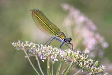 Female banded demoiselle - Calopteryx splendens.