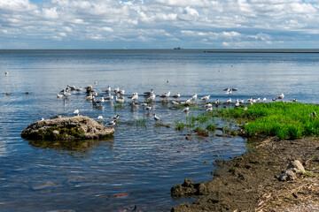 Flock of sea birds seagulls having a rest on a sunny Baltic coast. Calm day with a soft clouds 