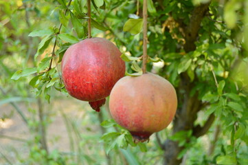 Fruits