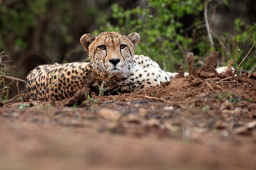 The cheetah (Acinonyx jubatus) adult male lying on the red soil of the ground photoshoot.Photo of a large cheetah face to face.