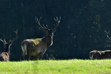 Silhouette of a red deer on the horizon of the meadow in the backlight