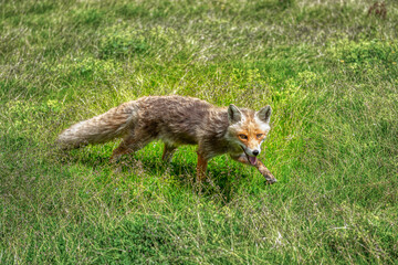 Naklejka na ściany i meble gray fox in the green meadow