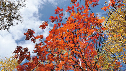 Red mountain ash leaves against a blue autumn sky.