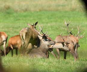 Red deer with antlers during mating season in a herd with their hinds 