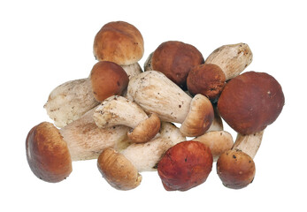 A bunch of fresh porcini mushrooms (Bolétus edúlis) lies on the table isolated
