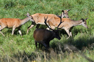 Naklejka na ściany i meble Red deer with antlers during mating season in a herd with their hinds 