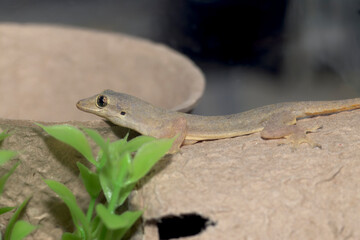 ハウスゲッコー