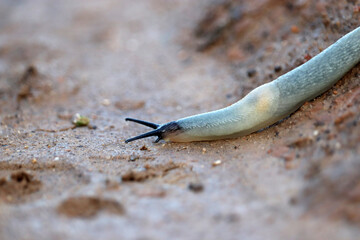 Caucasian black-headed slug crawling on the ground