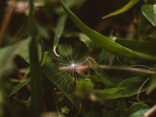 Dandelion seed closeup