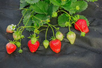 Bed with strawberries is covered with black spunbond