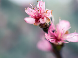 Closeup of pink blossom