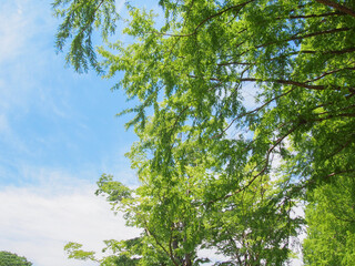 とてもきれいな岐阜の公園の青空と木々・芝生
