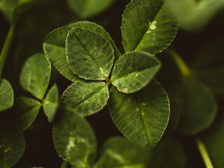 Fototapeta na wymiar Close up of green clovers