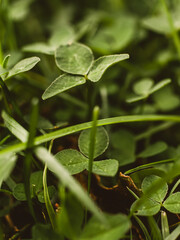 Closeup of green grass and clovers