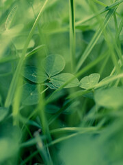 Green grass and clovers