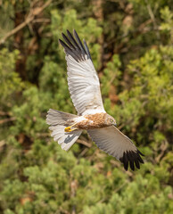 western marsh harrier (Circus aeruginosus) bird of prey in flight, trees background