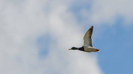 duck male (Anas platyrhynchos) flying on the sky