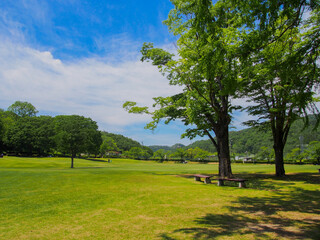 Fototapeta premium とてもきれいな岐阜の公園の青空と木々・芝生