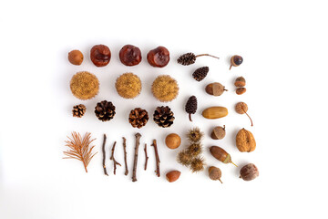 collection of natural materials for craft projects with children and the use of interior decoration in the fall, autumn flatlay, background image.