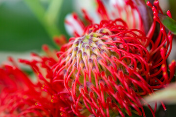 Banksia Coccinea, Australian Wildflower