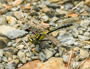 common clubtail (Gomphus vulgatissimus) dragonfly on gravel ground