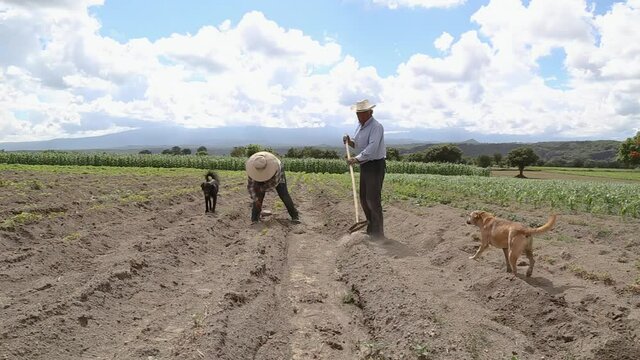 hispanic farmers, amaranthus planting in a  farming field
