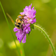 Eurasian Bee Beetle (Trichius fasciatus) on pink flower from side