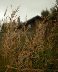 Fototapeta premium reeds in the fog