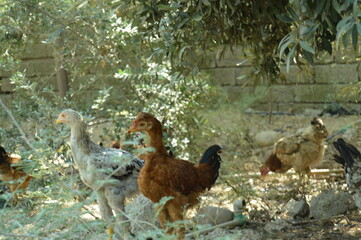 Chickens