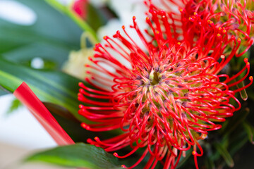 Banksia Coccinea, Australian Wildflower