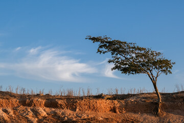 Fototapeta premium Lonely tree on a dry field against blue sky