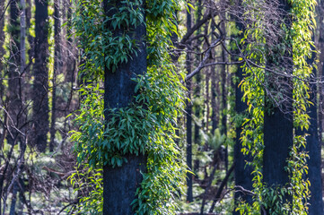 The bush shows signs of regrowth, regeneration and recovery