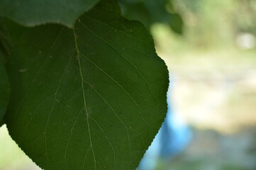green leaf background