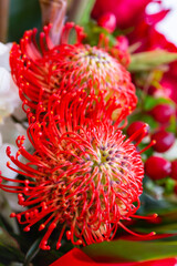 Banksia Coccinea, Australian Wildflower