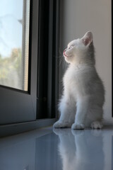 Little golden auspicious cat is looking at the scenery outside the window