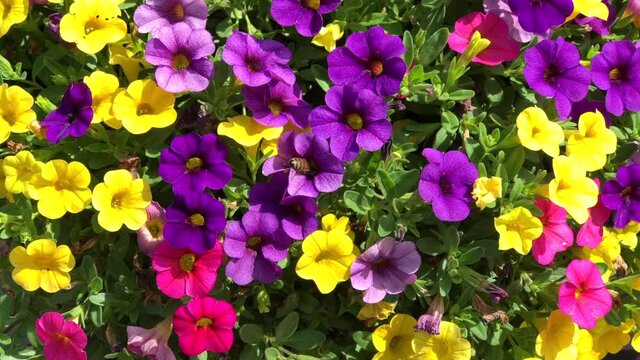 4K HD video a honey bee collecting pollen from vibrant yellow, purple and magenta pink Paradise Island Calibrachao Fuseable flowers, also know as petunias.
