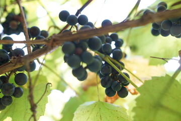 Vine