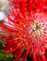 Banksia Coccinea, Australian Wildflower
