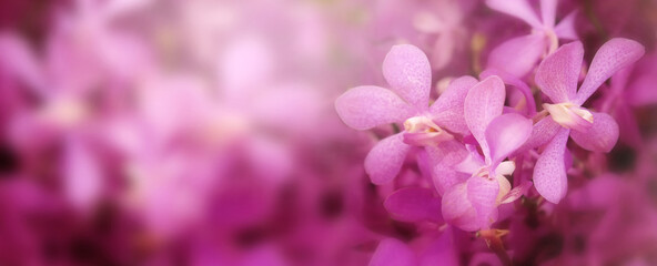 Fototapeta na wymiar Beautiful of blooming pink orchid in spring banner background.