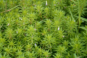 スギナモ咲いた