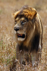 The Masai lion or East African lion (Panthera leo nubica syn. Panthera leo massaica), portrait of an adult male.Portrait of a large elderly dominant lion with a dark mane in dry yellow grass.